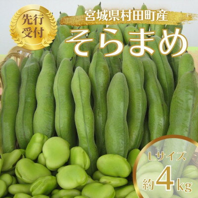 【先行予約2026年】そらまめ 約4kg Lサイズ 宮城県村田町産【配送不可地域：離島】【1451277】