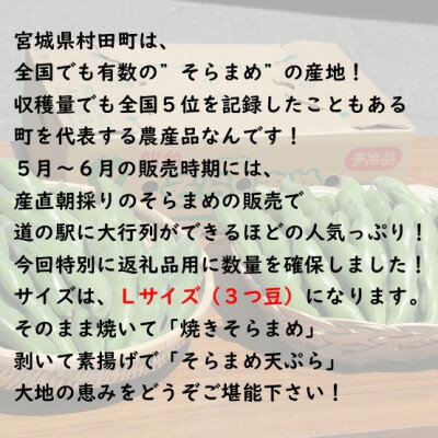 【ふるさと納税】【先行予約2026年】そらまめ 約4kg Lサイズ 宮城県村田町産【配送不可地域：離島】【1451277】 - 画像2