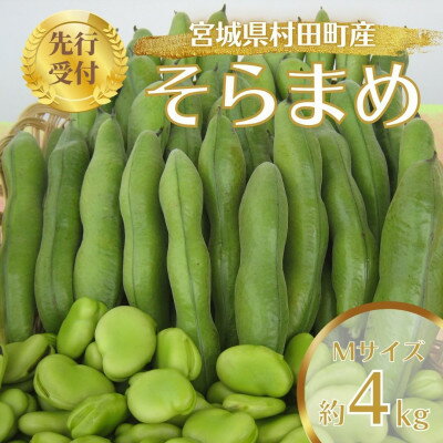 【先行予約2026年】そらまめ 約4kg Mサイズ 宮城県村田町産【配送不可地域：離島】【1451278】