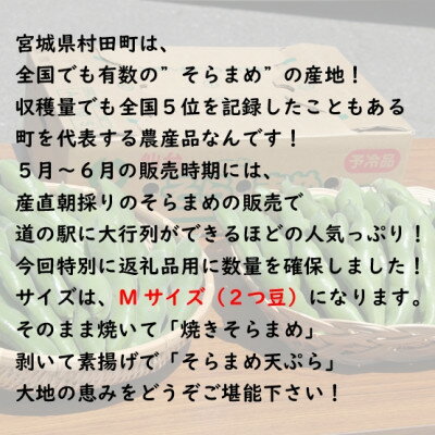 【ふるさと納税】【先行予約2026年】そらまめ 約4kg Mサイズ 宮城県村田町産【配送不可地域：離島】【1451278】 - 画像2