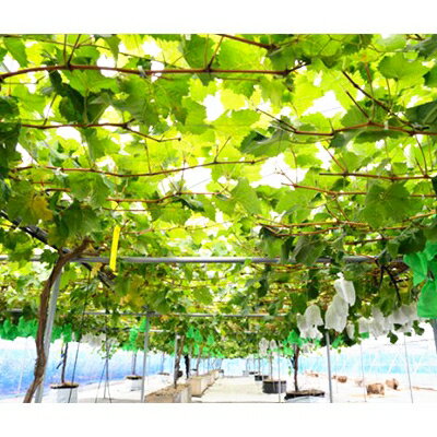 【ふるさと納税】【2025年　秋発送分】～シャインマスカット～　約600g　Domaine MARUTA【配送不可地域：離島】【1048876】 サムネイル2