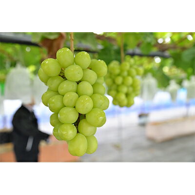 【2026年　秋発送分】～シャインマスカット～ 約800g　 Domaine MARUTA【配送不可地域：離島】【1060797】