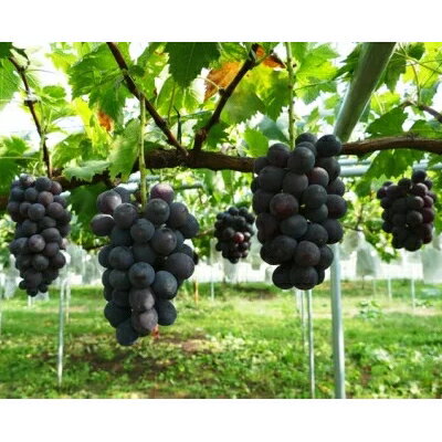 【2026年　秋発送分】～ピオーネ　約1kg(2～3房)～【配送不可地域：離島】【1105587】