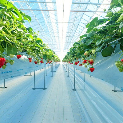 【ふるさと納税】(農場直送)ミガキイチゴ・シルバー(320g×2パック)_ いちご イチゴ 苺 ミガキイチゴ フルーツ 果物 くだもの 宮城県 山元町 美味しい 人気 おすすめ 送料無料 【配送不可地域：離島】【1125796】 - 画像3