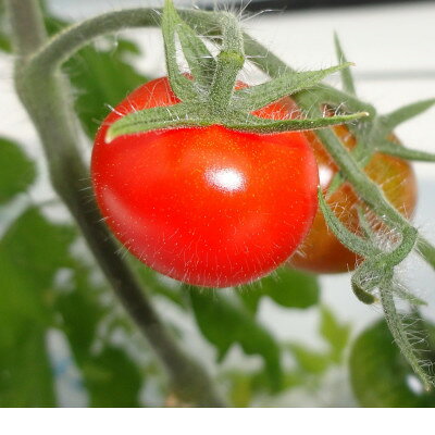 【ふるさと納税】山のふ元のあまトマト(フルティカ・小鈴の詰め合わせセット)【配送不可地域：離島】【1342343】 - 画像2