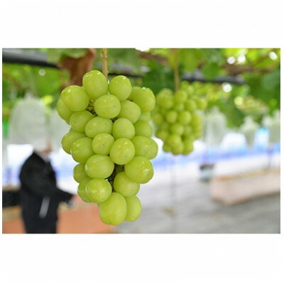 【2026年　秋発送分】～シャインマスカット～　2～3房(約1.1kg)Domaine MARUTA【配送不可地域：離島】【1449581】