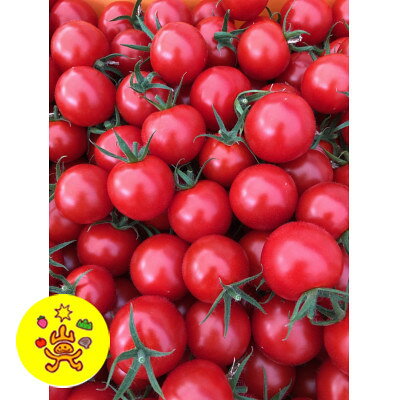 【発送月固定定期便】山のふ元のあまトマト(フルティカ・小鈴の詰め合わせセット)全6回【配送不可地域：離島】【4079900】