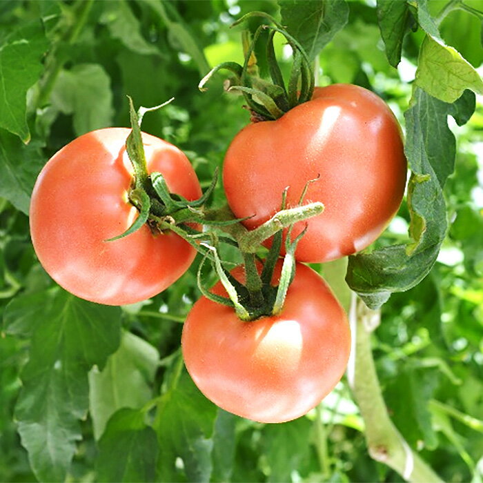 【ふるさと納税】 松島とまと ／ トマト 松島 とまと 新鮮 甘み 食味 野菜 産直 生食 料理用 サラダ お取り寄せ 夏野菜 甘酸っぱい 口コミ 健康的 No.003 - 画像3