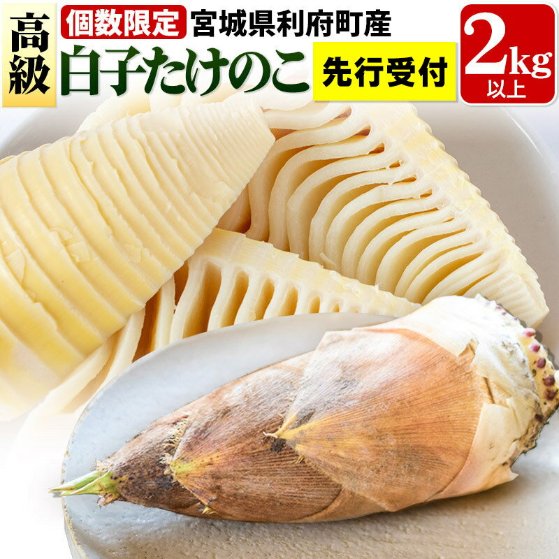タケノコ 【 先行受付 2026年4月以降発送】宮城県 利府町産 採れたて 高級白子たけのこ 皮付き2kg以上（2〜6本）筍 野菜 国産 新鮮 旬