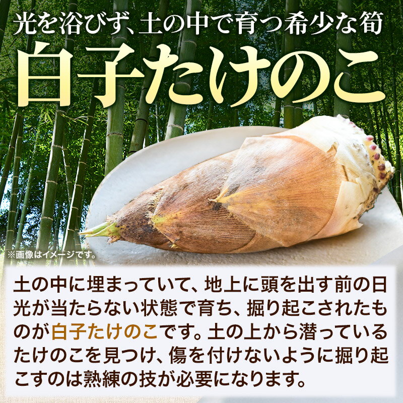 【ふるさと納税】タケノコ 【 先行受付 2026年4月以降発送】宮城県 利府町産 採れたて 高級白子たけのこ 皮付き2kg以上（2〜6本）筍 野菜 国産 新鮮 旬 - 画像3