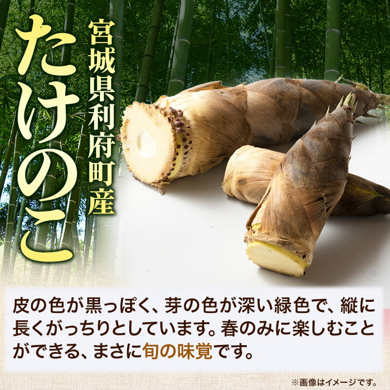 【ふるさと納税】タケノコ 【 先行受付 2026年4月以降発送】宮城県 利府町産 採れたて たけのこ 皮付き2kg以上（2〜6本）筍 野菜 国産 新鮮 旬 - 画像3