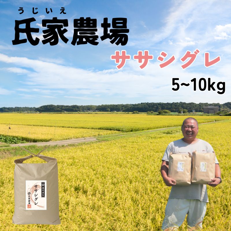 米 お米 令和7年産 氏家農場の幻のお米 ササシグレ 【玄米】選べる 5～10kg 玄米 ☆栽培期間中は化学肥料・農薬不使用☆ 数量限定 米 お米 こめ コメ 玄米 ご飯 ライス 産地直送 ブランド米 宮城県産 送料無料 ※2025年10月中旬頃より順次発送予定