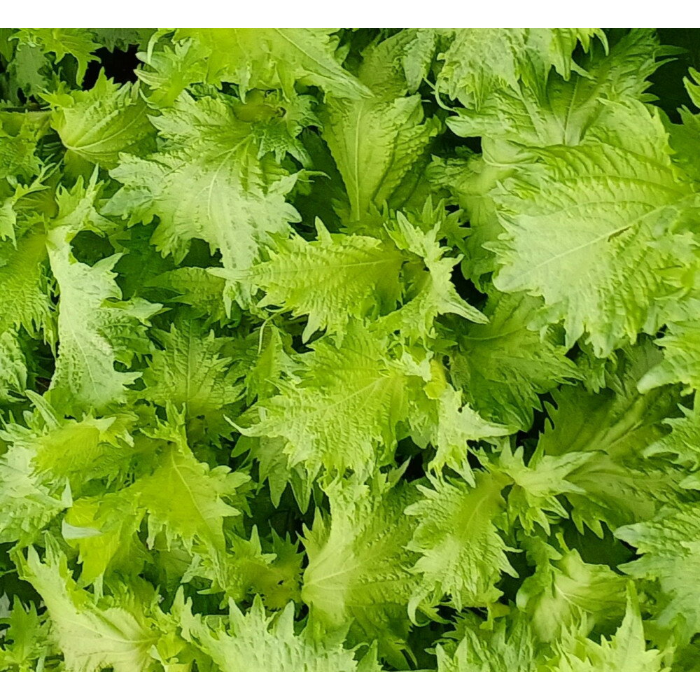 【ふるさと納税】宮城の紫蘇香るクラフトビール　6本箱 | お酒 さけ 食品 ギフト 人気 おすすめ 送料無料 サムネイル2