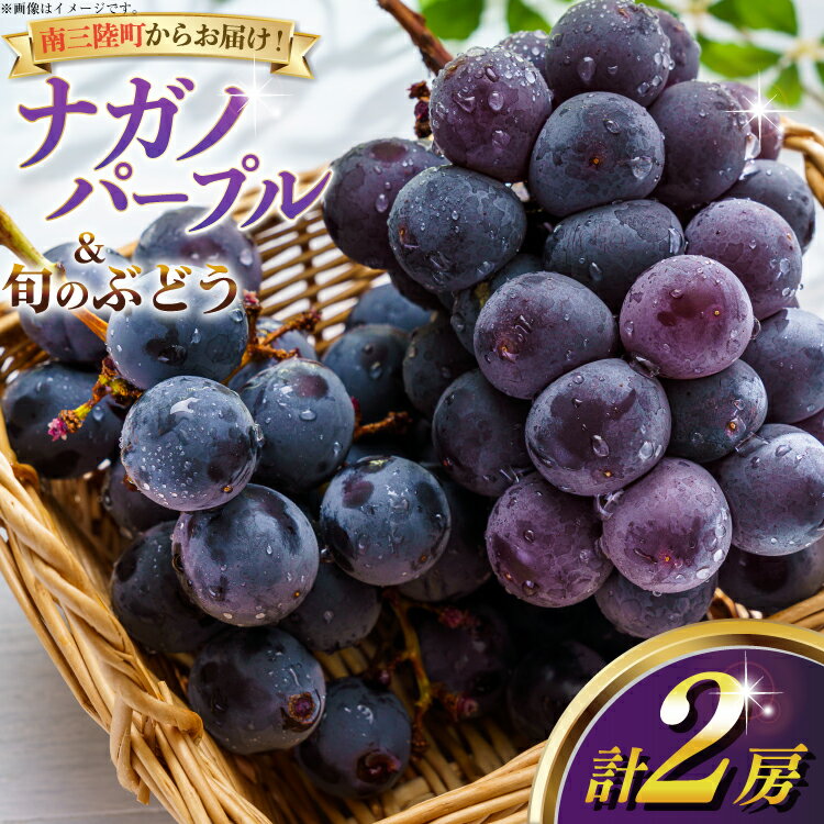 【期間限定発送】【2026年発送】 ナガノパープル 旬のぶどう 詰め合わせ 各1房 計2房 [みなと果実園 宮城県 南三陸町 m304bdy880001] ぶどう ブドウ 葡萄 フルーツ 果物 くだもの 産地直送 農家直送 冷蔵 果実