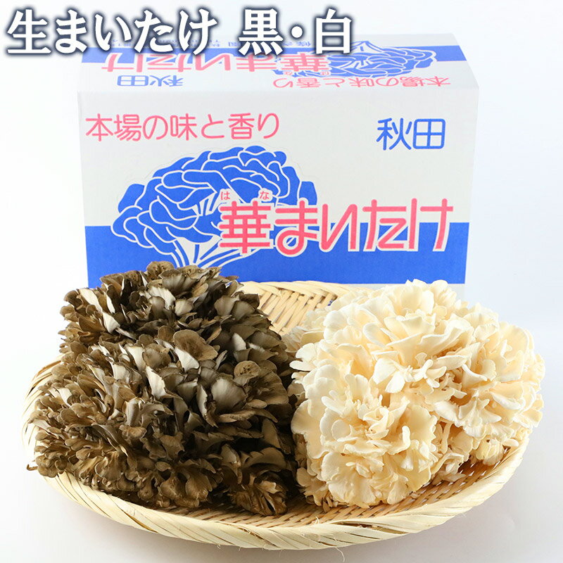 【ふるさと納税】秋田華まいたけ 生まいたけと加工セット 黒まいたけ 約500g 白まいたけ 約500g 炊き込みご飯の素 黒×2パック 炊き込みご飯の素 白×1パック 舞茸 - 画像3