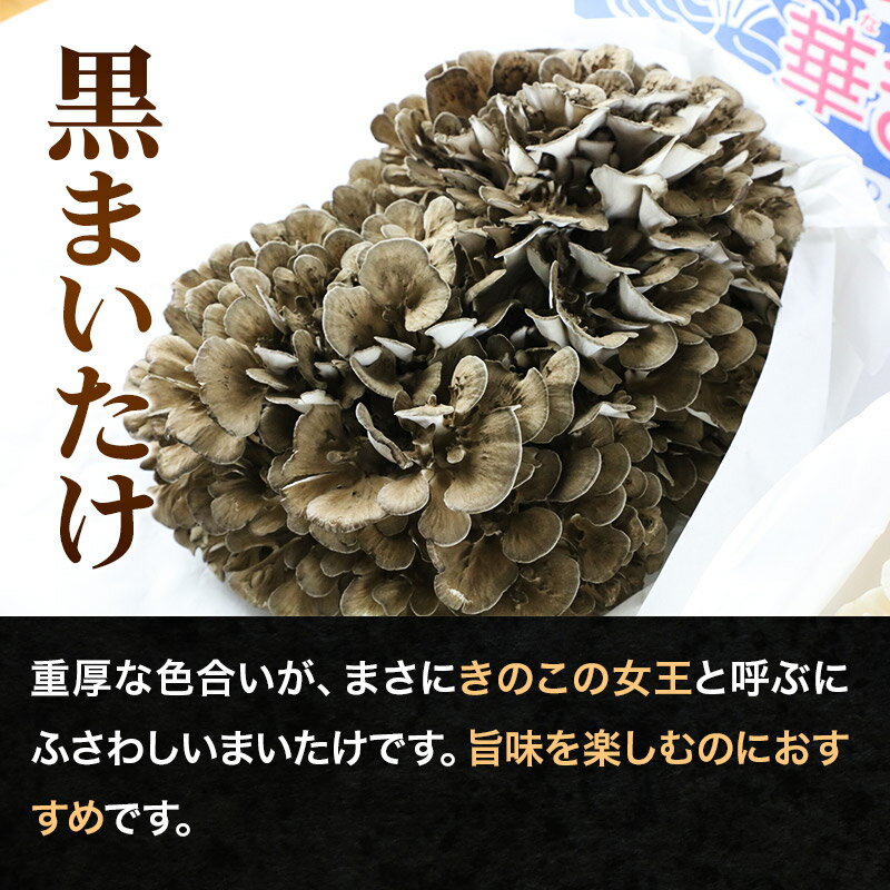 【ふるさと納税】秋田華まいたけ 生まいたけセット 黒まいたけ 約500g 白まいたけ 約500g 舞茸 - 画像3