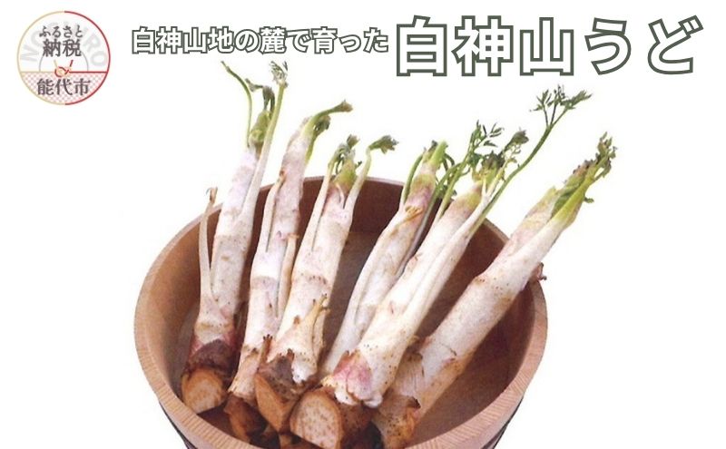 【ふるさと納税】【2月～3月期間限定出荷】白神山うど 2ケース 3L 2L 秋田県 能代市 山菜　お届け：ご入金確認後、2週間程度でお届けします。 - 画像2