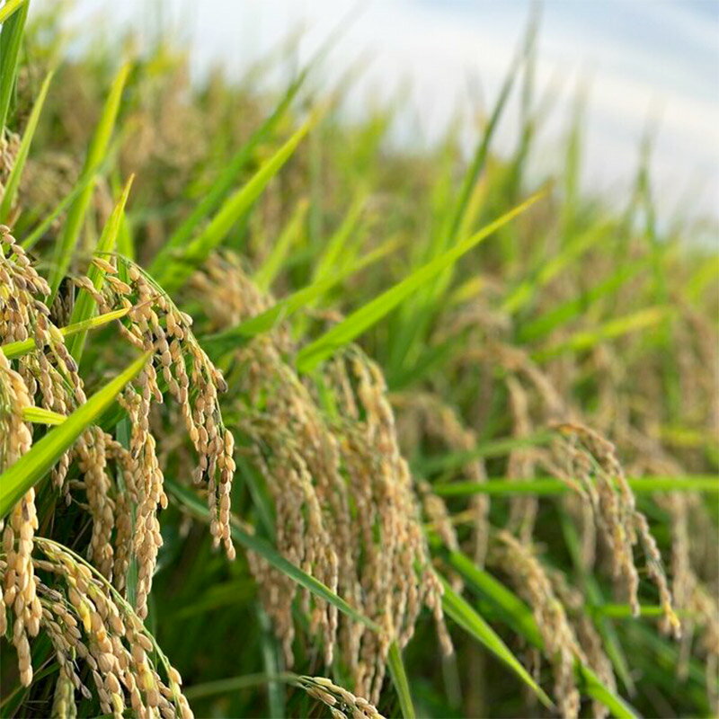 【ふるさと納税】【izu-3】おにぎりネクタイピン シルバー《秋田県横手市産あきたこまち使用》 サムネイル3