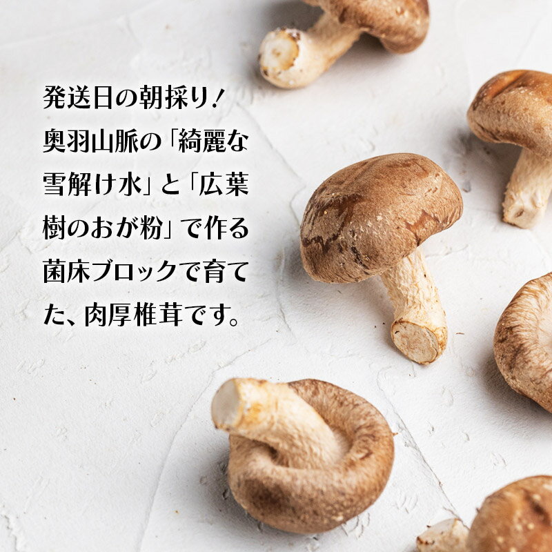 【ふるさと納税】生しいたけ詰め合わせ 800g 秋田新鮮組 - 画像2