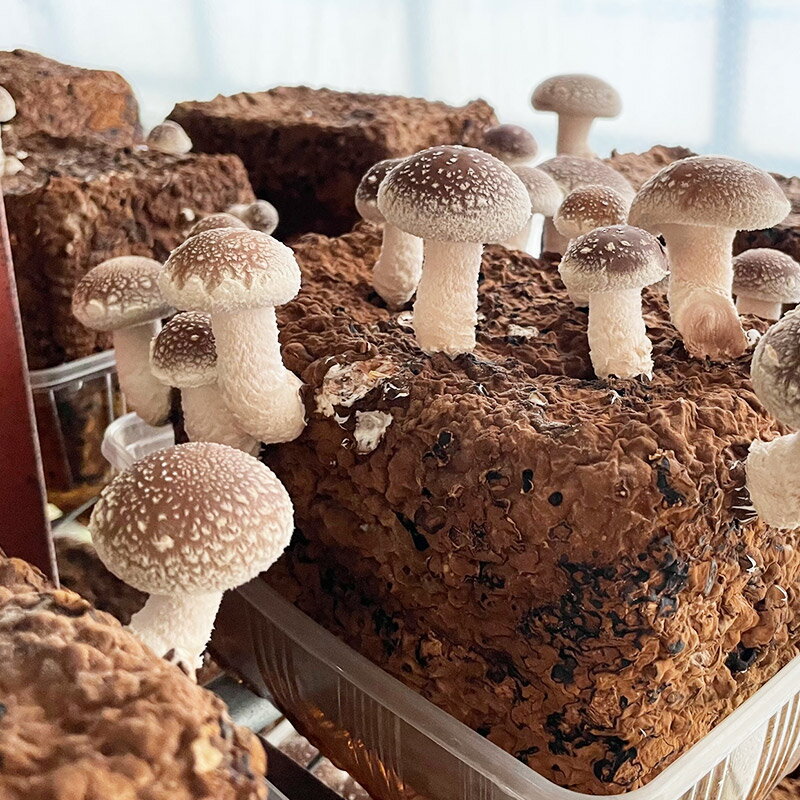 【ふるさと納税】生しいたけ詰め合わせ 800g 秋田新鮮組 - 画像3