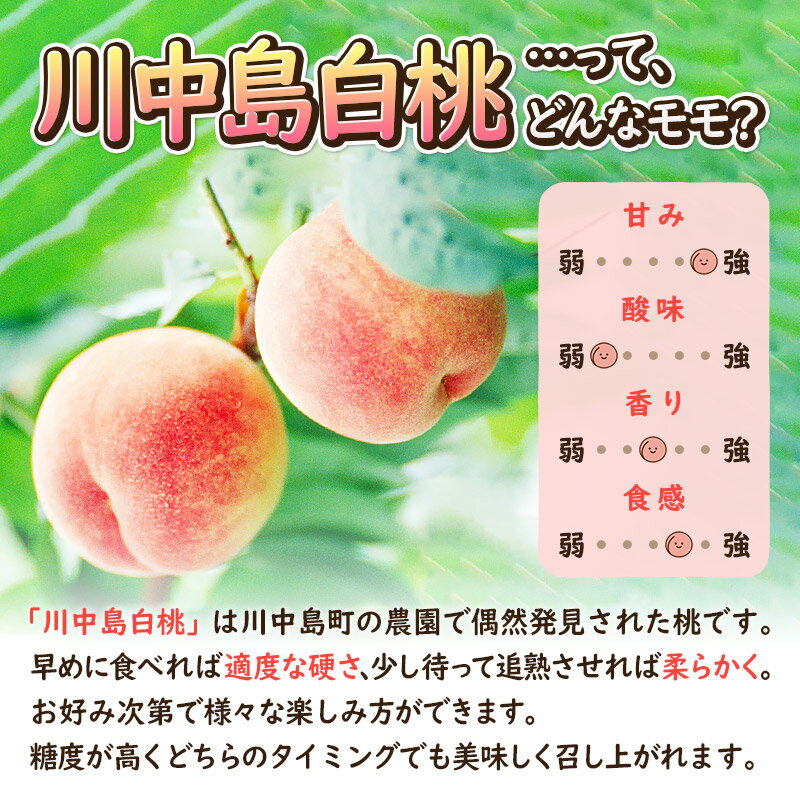 【ふるさと納税】《先行受付！8月下旬より順次発送》モモの王様 川中島白桃 約3kg（9〜13玉前後） - 画像3