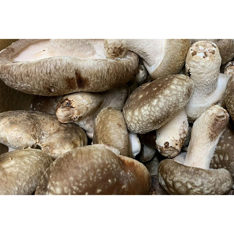 【ふるさと納税】鱗花 -錦-（生椎茸） 約1kg - 画像2