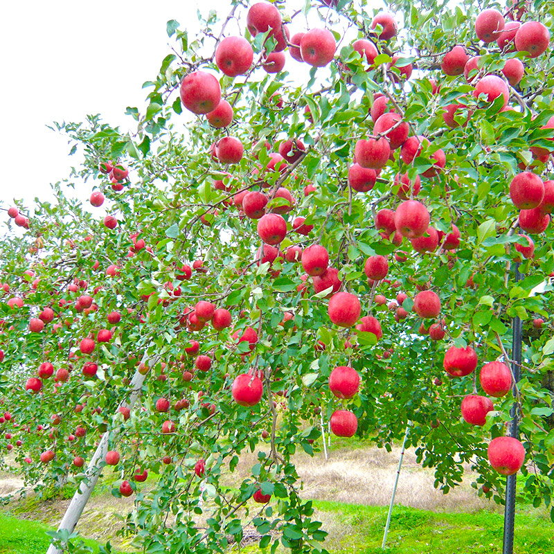 【ふるさと納税】完熟サンふじ秀品 約10kg（32〜40個入）りんご サムネイル3