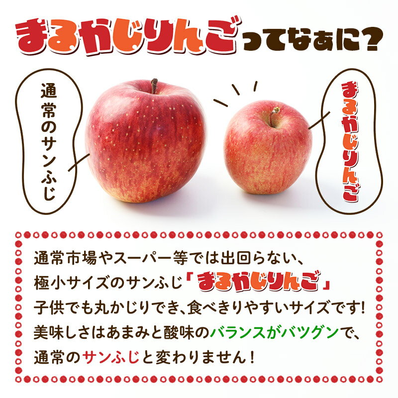 【ふるさと納税】【先行受付】1月中旬より発送 【ご家庭用】サンふじ小玉りんご「まるかじりんご」約8kg（50玉〜60玉前後） サムネイル2