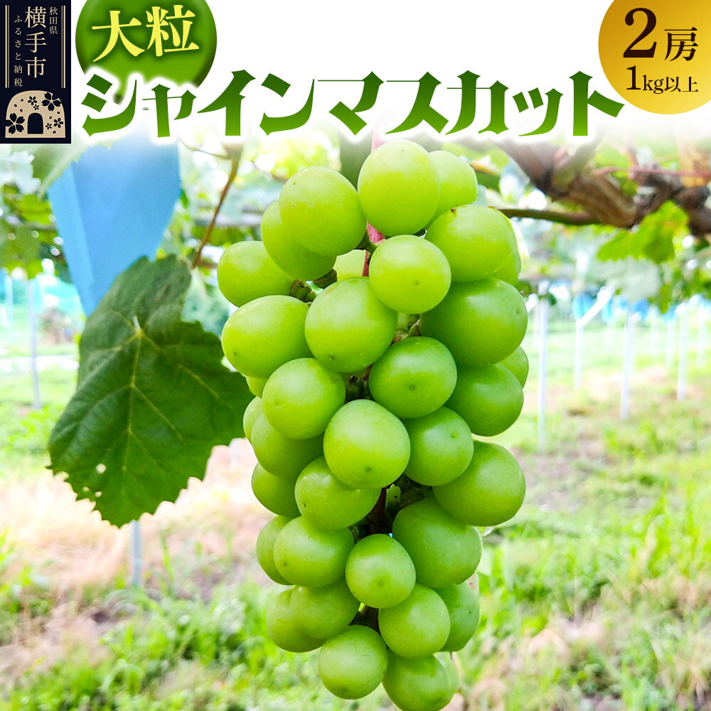 11月上旬より発送 大粒シャインマスカット2房（1kg以上）