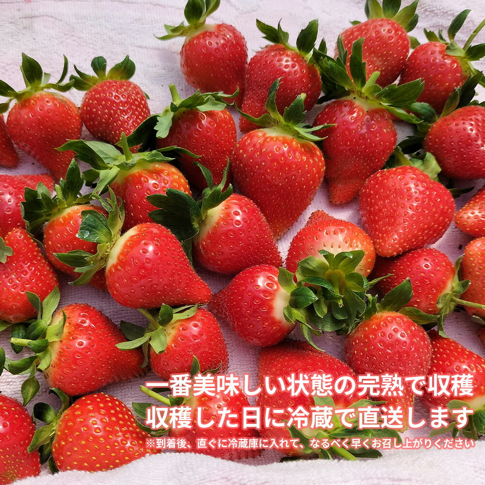 【ふるさと納税】完熟で香り高い！秋田のイチゴ 4パック ＜60個／揺りかごパック＞ 200P3401 いちご 苺 はるみ 夏のしずく すずあかね 秋田県 大館市 東北 ギフト 贈答品 プレゼント 送料無料 果物 フルーツ こだわり 土づくり 土作り ひない渡辺農園しどけ村 高緩衝性パック サムネイル2