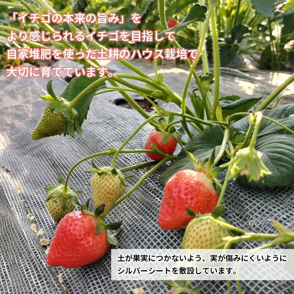 【ふるさと納税】完熟で香り高い！秋田のイチゴ 4パック ＜60個／揺りかごパック＞ 200P3401 いちご 苺 はるみ 夏のしずく すずあかね 秋田県 大館市 東北 ギフト 贈答品 プレゼント 送料無料 果物 フルーツ こだわり 土づくり 土作り ひない渡辺農園しどけ村 高緩衝性パック サムネイル3