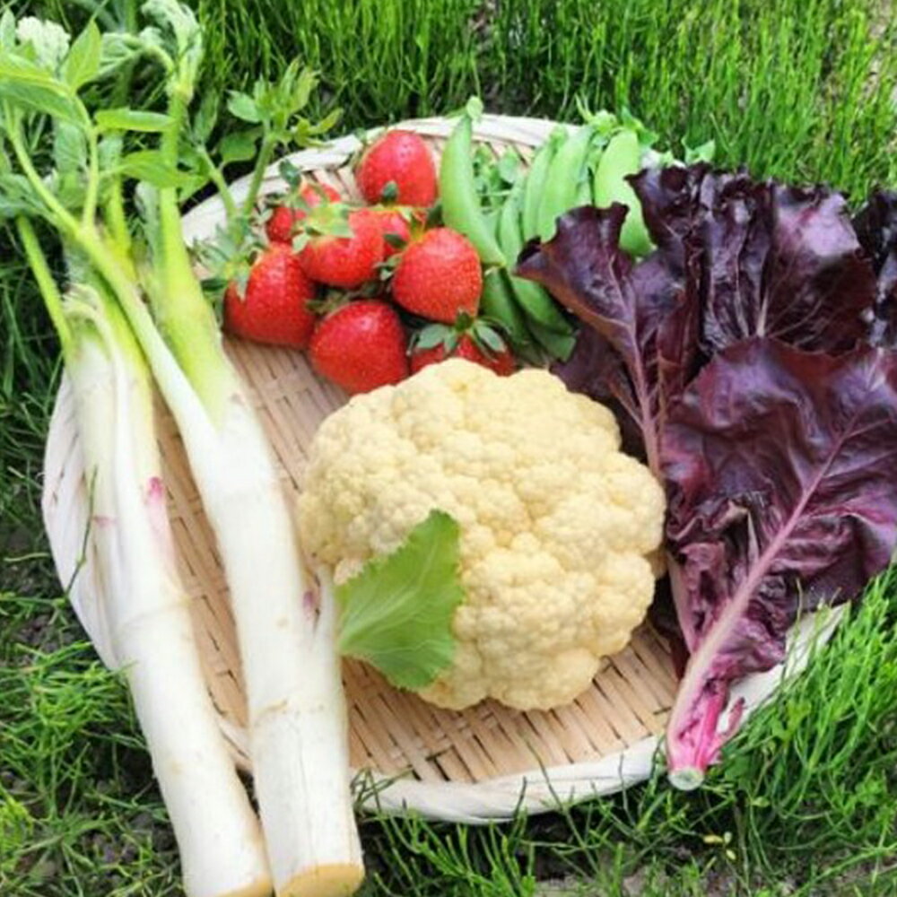 モリモリ野菜・山菜セット（5品目ほど）【75P3205】