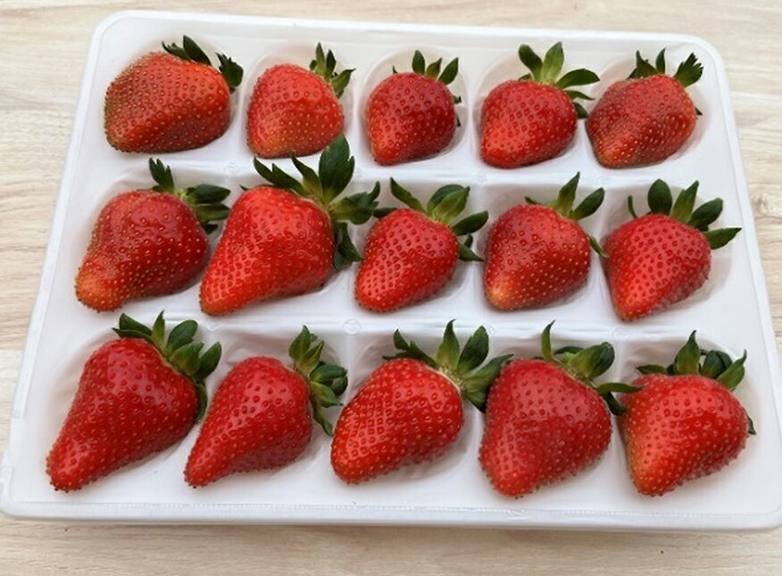 完熟で香り高い！秋田のイチゴ 4パック ＜60個／揺りかごパック＞ 200P3401 いちご 苺 はるみ 夏のしずく すずあかね 秋田県 大館市 東北 ギフト 贈答品 プレゼント 送料無料 果物 フルーツ こだわり 土づくり 土作り ひない渡辺農園しどけ村 高緩衝性パック