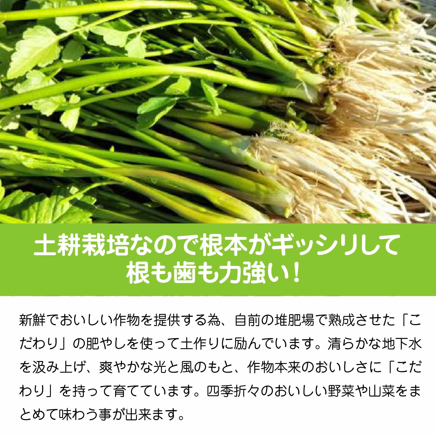 【ふるさと納税】【選べる内容量！】セリ 強い香りとシャキッとした歯応え 約200g~2000g 【60P3217・120P3201・180P3202・300P3201・600P3201】 - 画像2