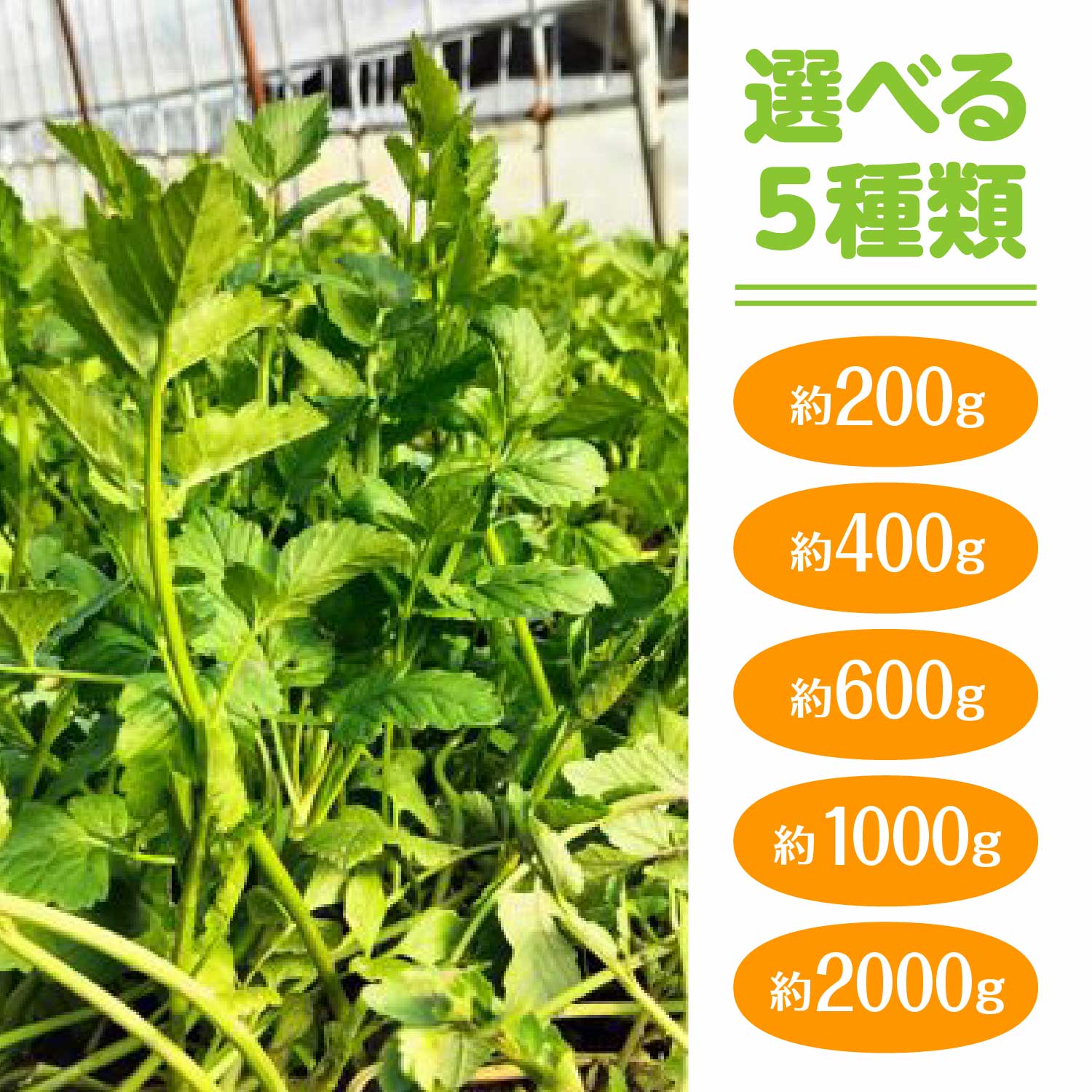 【ふるさと納税】【選べる内容量！】セリ 強い香りとシャキッとした歯応え 約200g~2000g 【60P3217・120P3201・180P3202・300P3201・600P3201】 - 画像3