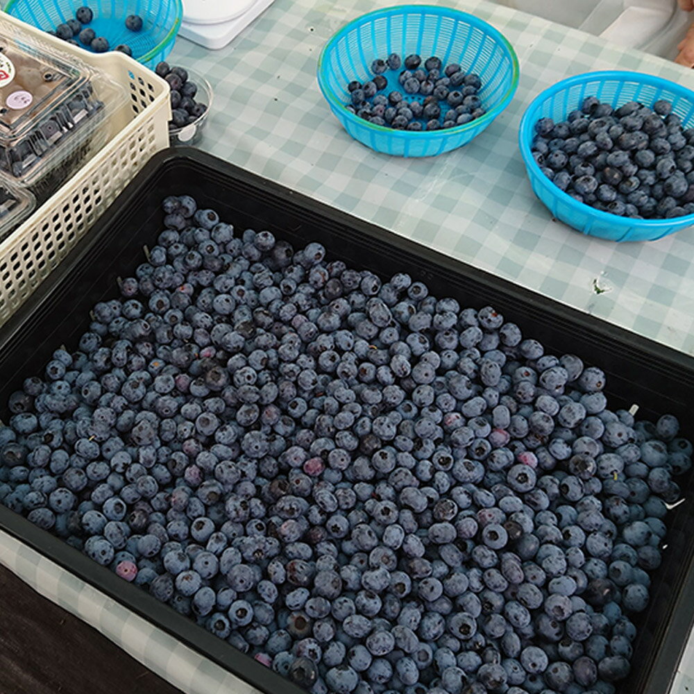 【ふるさと納税】【男鹿ぶるーべりーガーデン】 冷凍ブルーベリー 500g×2パック（合計1kg）秋田県 男鹿市 サムネイル3