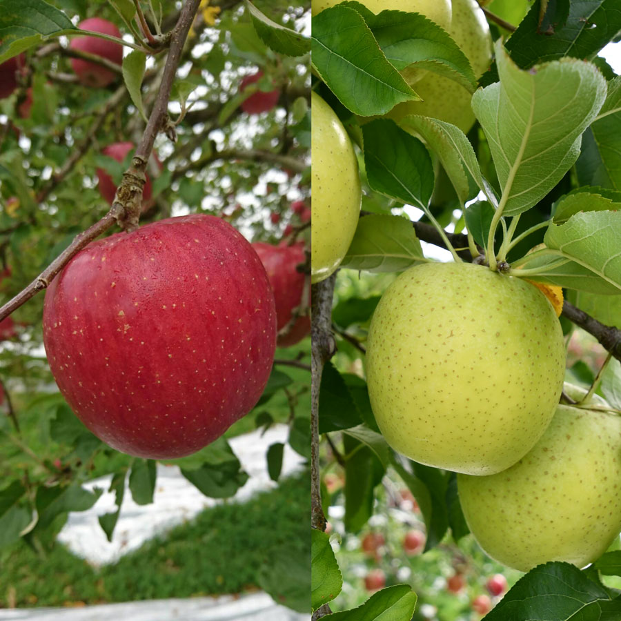 【ふるさと納税】三関産 旬のりんご プレミアム 特秀 3kg （8玉～12玉） 旬 りんご 品種お任せ 果物 フルーツ 秋田県 三関 【三関果樹研究会】[B15109] サムネイル2