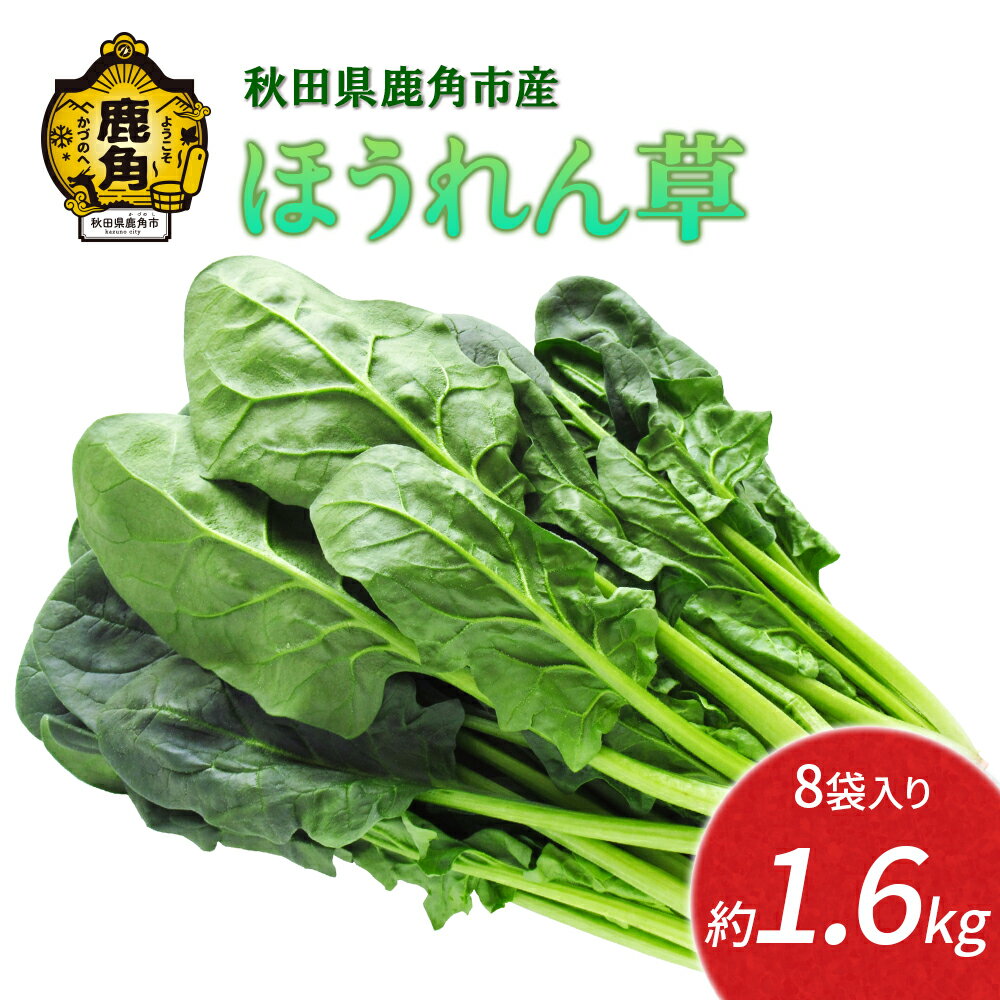 ほうれん草 約 1.6kg 新鮮 旬 緑黄色野菜 ホウレンソウ 炒め物 おひたし 安全 甘い 採れたて 国産野菜 お取り寄せ グルメ ギフト お中元 お歳暮 秋田 あきた 鹿角市 鹿角 秋田県 鹿角産 送料無料 【恋する鹿角カンパニー】
