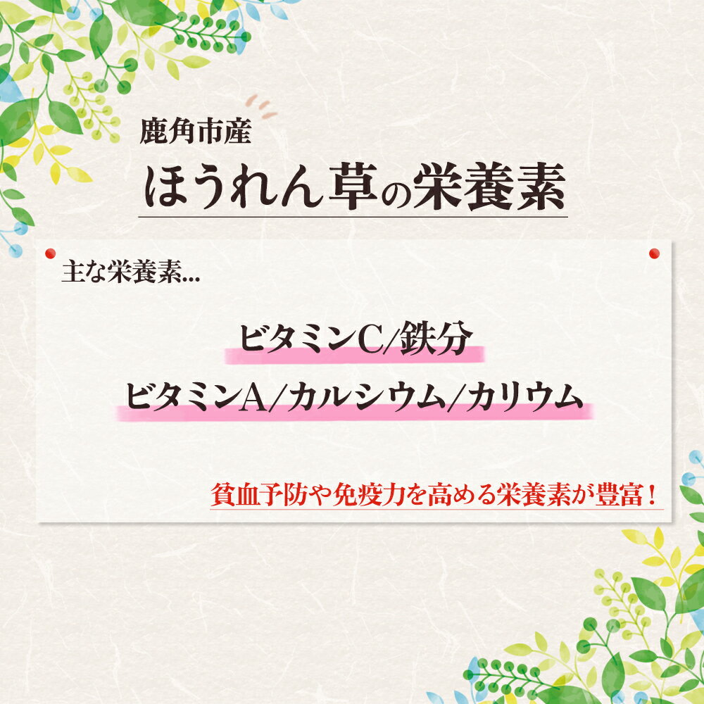 【ふるさと納税】 ほうれん草 約 1.6kg 新鮮 旬 緑黄色野菜 ホウレンソウ 炒め物 おひたし 安全 甘い 採れたて 国産野菜 お取り寄せ グルメ ギフト お中元 お歳暮 秋田 あきた 鹿角市 鹿角 秋田県 鹿角産 送料無料 【恋する鹿角カンパニー】 - 画像3