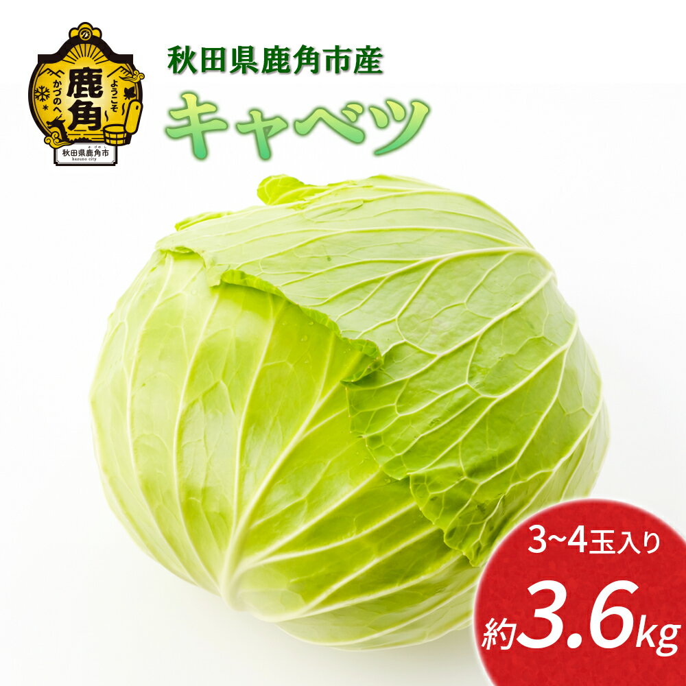 キャベツ 約 3.6kg 新鮮 旬 産地直送 安全 甘い 採れたて 国産野菜 お取り寄せ グルメ ギフト お中元 お歳暮 秋田 あきた 鹿角市 鹿角 秋田県 鹿角産 送料無料 【恋する鹿角カンパニー】