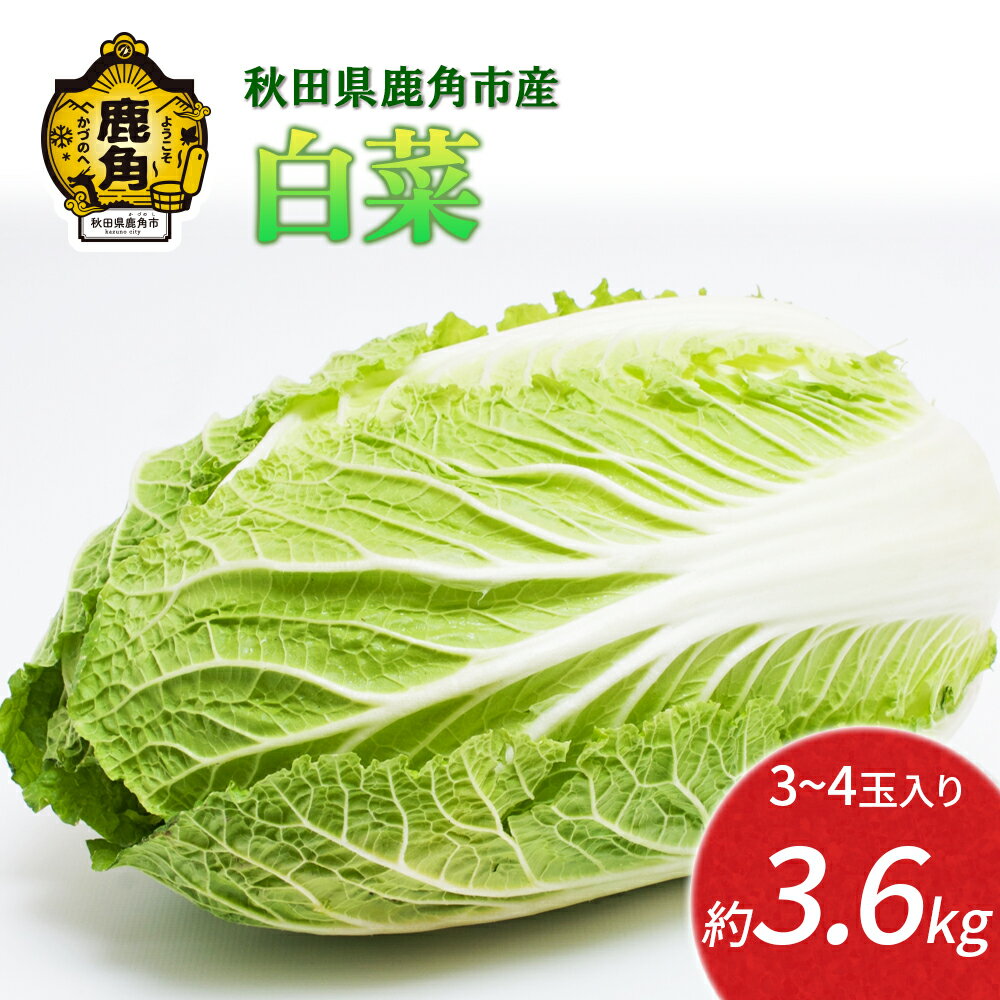 白菜 約 3.6kg 新鮮 旬 お鍋 シチュー 安全 甘い 採れたて 国産野菜 お取り寄せ グルメ ギフト お中元 お歳暮 秋田 あきた 鹿角市 鹿角 秋田県 鹿角産 送料無料 【恋する鹿角カンパニー】