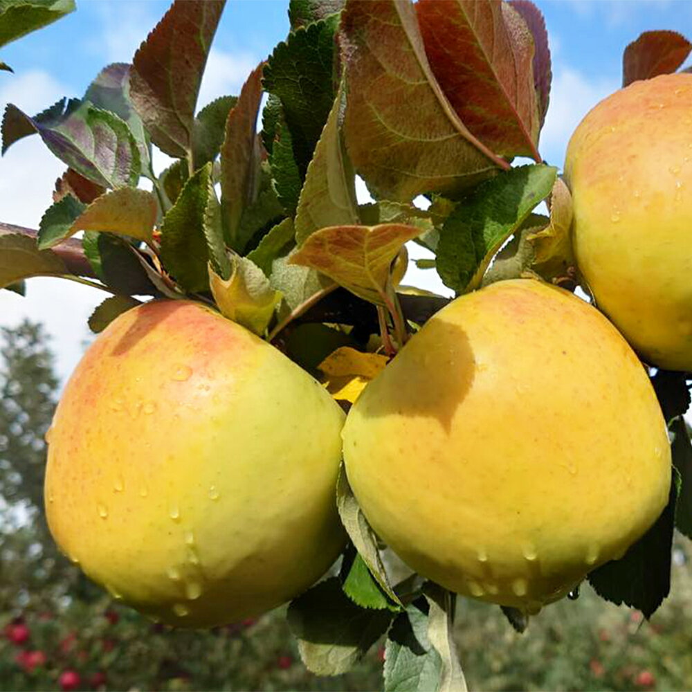 【ふるさと納税】《 先行予約 》由右衛門果樹園 りんご 「 ぐんま名月 」 約3kg （7〜10玉）旬 食感 果汁 ぐんま 名月 完熟 旬 県産りんご お歳暮 贈り物 お見舞い グルメ ギフト 故郷 秋田 あきた 鹿角市 鹿角 りんご 送料無料 【由右衛門果樹園】●2025年11月中旬発送開始 サムネイル3