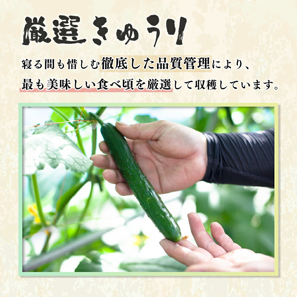 【ふるさと納税】《 先行予約 》令和8年産 野菜ソムリエサミット 銀賞 2年 連続 受賞 リバーサイド きゅうり ＆ 味噌 セット 浅利佐助商店 秋田みそ 新鮮 旬 安全 キュウリ 胡瓜 県産野菜 国産野菜 お取り寄せ グルメ 秋田 あきた 鹿角市 鹿角 送料無料 【優作ファーム】 - 画像3
