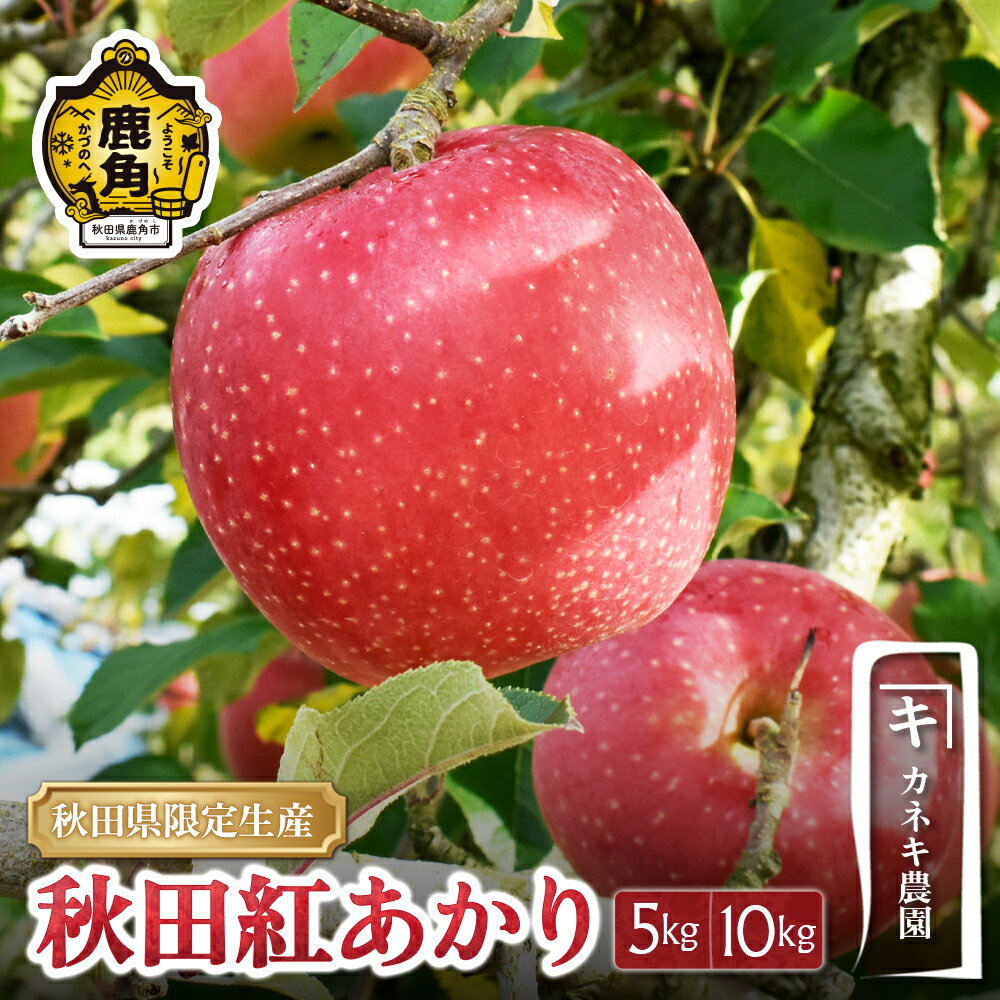 りんご 秋田紅あかり 5kg 10kg 秋田県鹿角市 鹿角りんご 食感 果汁 甘い リンゴ 完熟 旬 県産りんご お中元 お歳暮 贈り物 お見舞い グルメ ギフト 故郷 秋田 あきた 鹿角市 鹿角 送料無料 【カネキ農園】