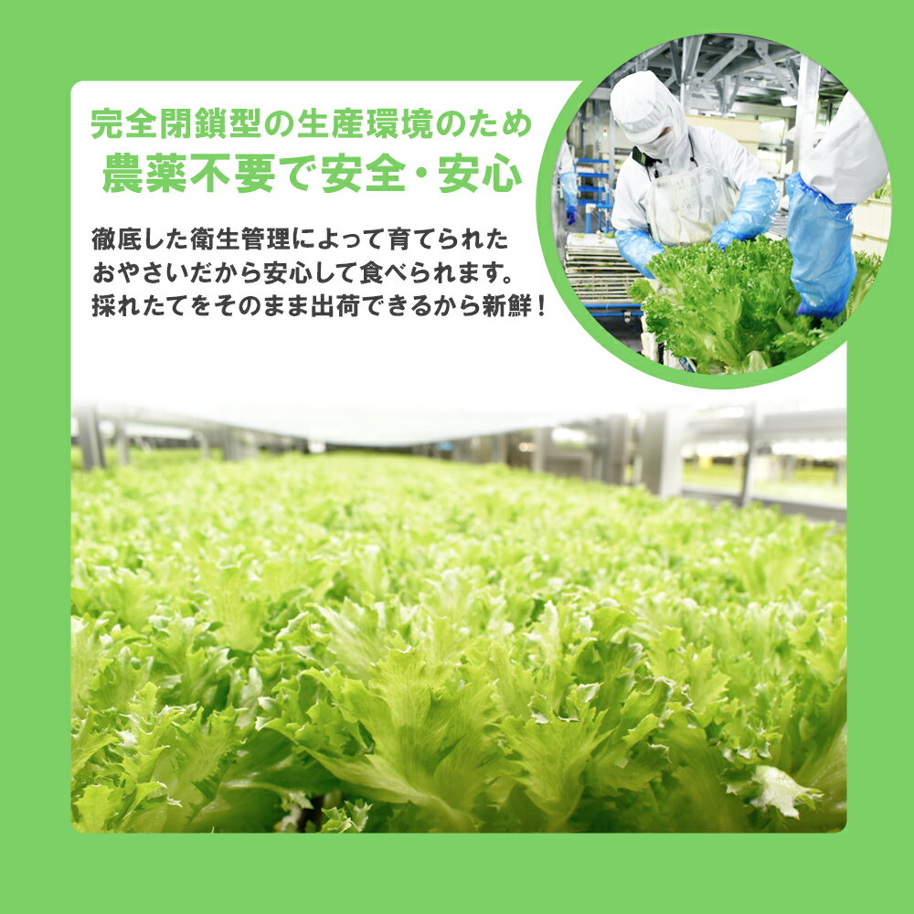 【ふるさと納税】《 農薬不使用 》 フリルレタス 100g × 10袋 レタス 1kg 小分け 便利 朝どれ エコ 安心安全 簡単調理 とれたて 新鮮 栄養 朝食 健康 野菜 サラダ 旬 甘い グルメ 故郷 秋田 あきた 鹿角市 鹿角 送料無料 【バイテックファーム鹿角】 - 画像3