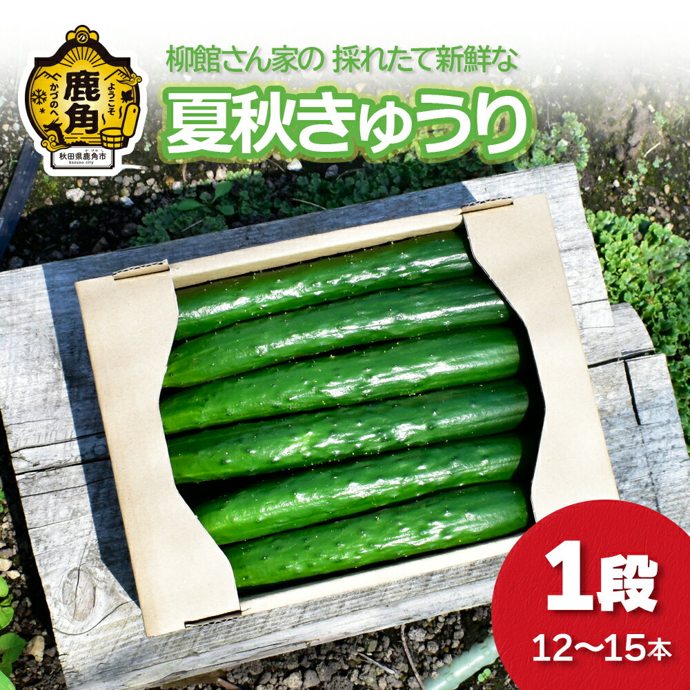 《先行予約》令和8年産 夏秋 きゅうり 1段（12〜15本入）秋田県鹿角産 新鮮 旬 安全 採れたて 胡瓜 国産野菜 お中元 お歳暮 お取り寄せ グルメ ギフト 秋田 あきた 鹿角市 鹿角 送料無料【柳館 信義】