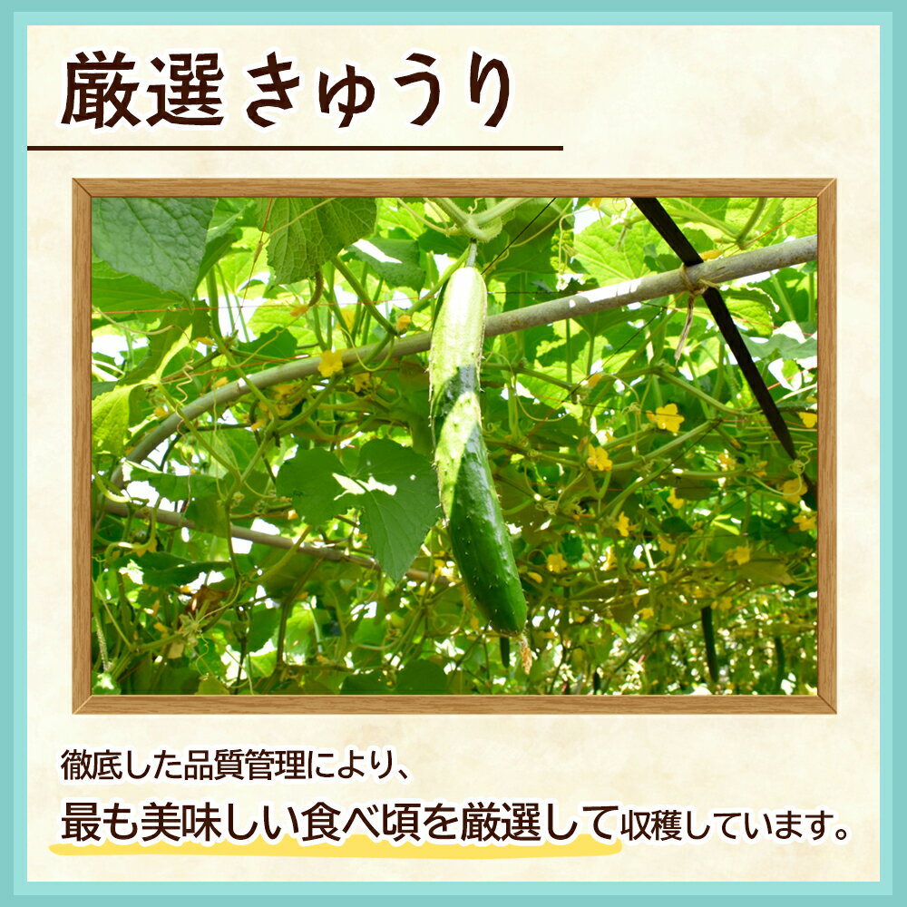 【ふるさと納税】《先行予約》令和8年産 夏秋 きゅうり 1段（12〜15本入）秋田県鹿角産 新鮮 旬 安全 採れたて 胡瓜 国産野菜 お中元 お歳暮 お取り寄せ グルメ ギフト 秋田 あきた 鹿角市 鹿角 送料無料【柳館 信義】 - 画像3