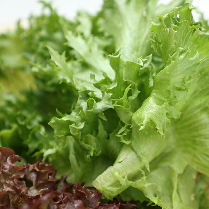 【ふるさと納税】リーフレタス各種 80g×5パック グリーンレタス フリルレタス レッドレタス - 画像3