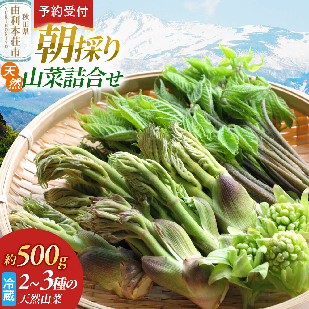 《予約受付》朝採り発送！天然山菜詰合せ 約500g（2〜3種類） [山菜 天然山菜 さんさい 野菜 詰合せ 詰め合わせ 朝採り発送！ 天ぷら おひたし 煮物 秋田県産 国産]