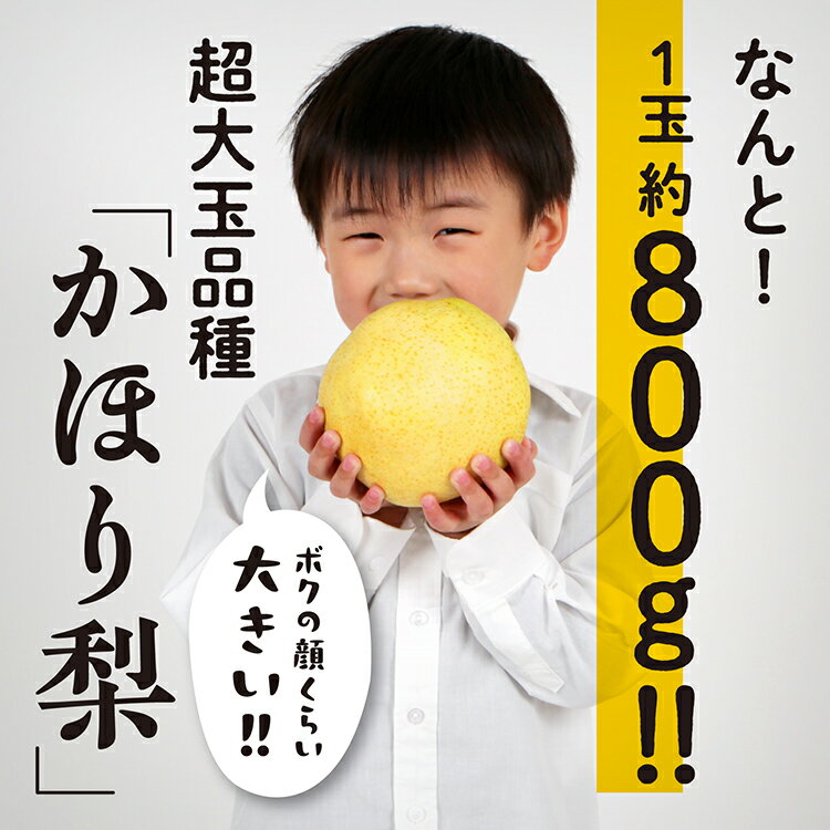 【ふるさと納税】 《10月中旬以降発送》令和7年産 和梨 かほり梨 かほり 旬 甘い 大玉 800g くだもの 果物 フルーツ なし ナシ 冷蔵 グルメ 人気 おすすめ ランキング 秋田 秋田県 潟上 潟上市 【加賀谷果樹園】 サムネイル2